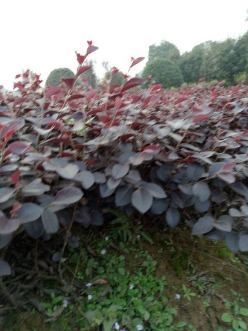 红花继木小苗，20-30cm深红桎木小苗