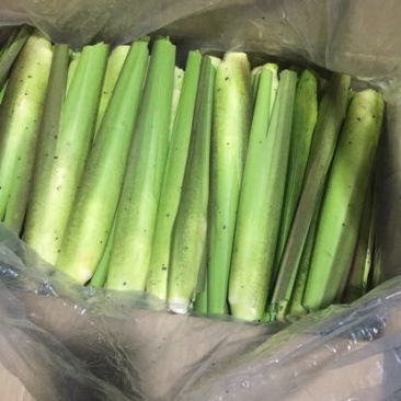 茭白种苗