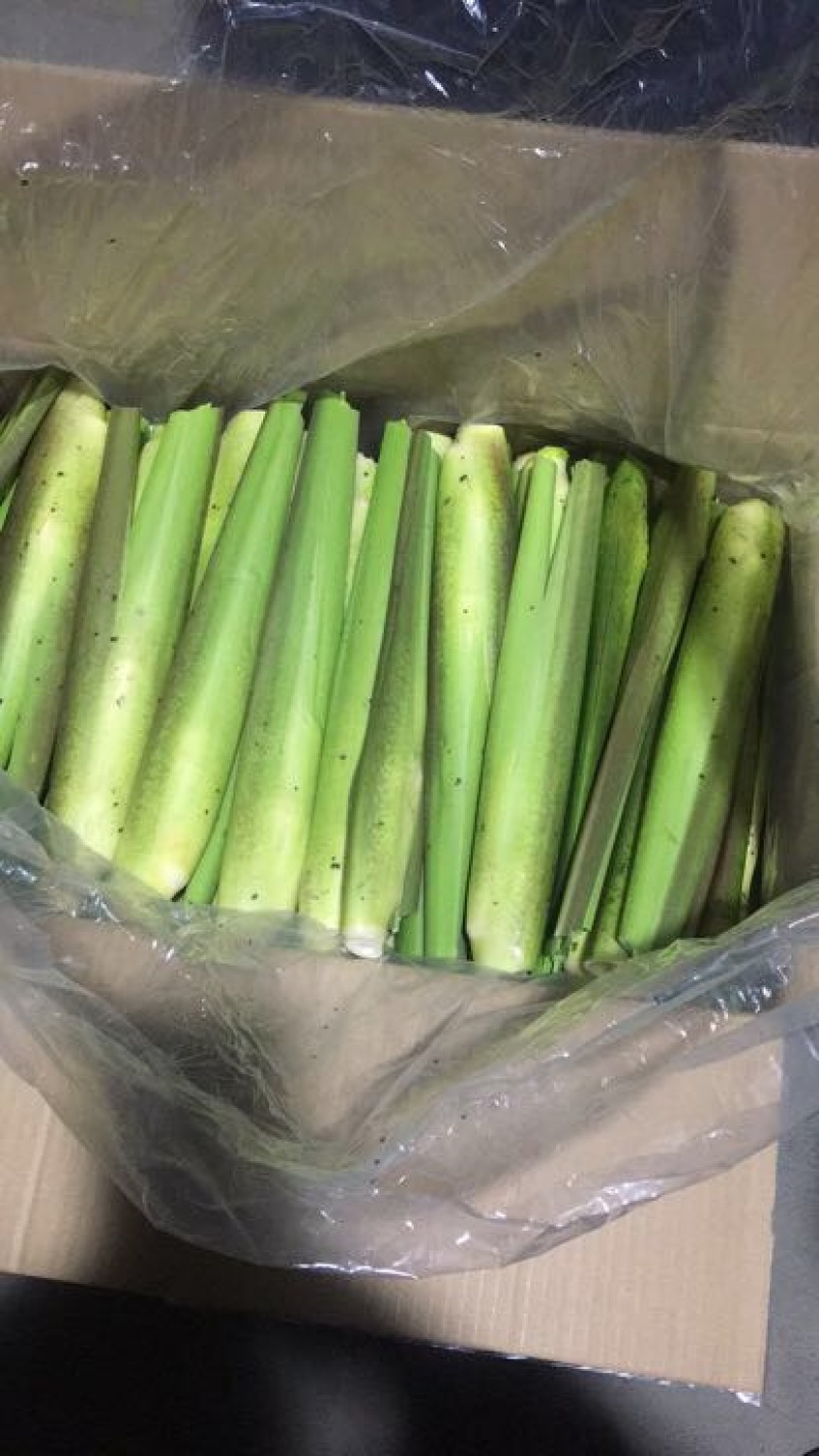 茭白种苗