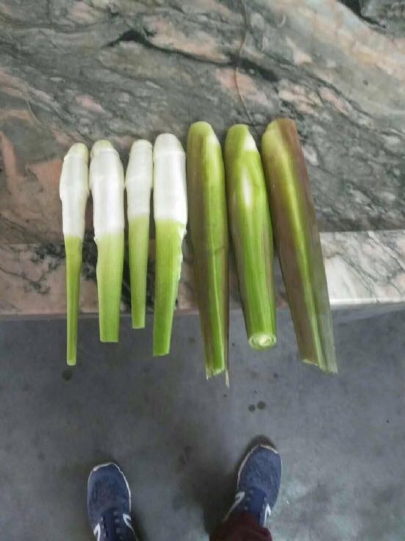 茭白种苗