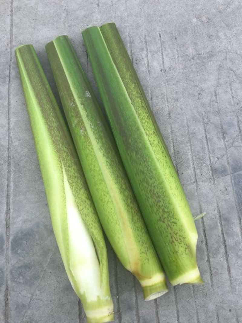 茭白种苗