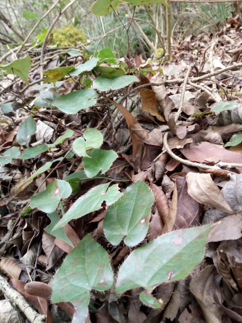 淫羊藿纯野生鲜货