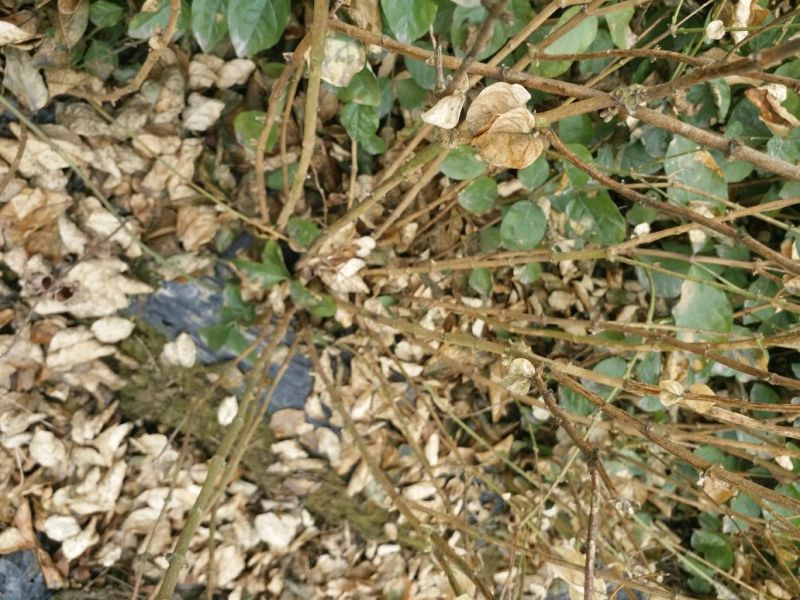 茉莉花苗50~80量大从优质量保障诚信合作一手货源基地直