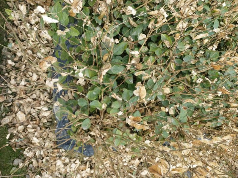 茉莉花苗50~80量大从优质量保障诚信合作一手货源基地直