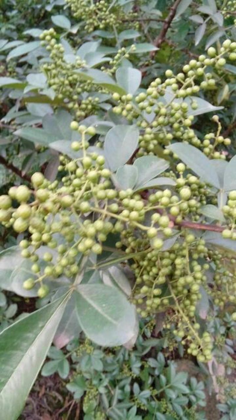 花椒苗1~2年