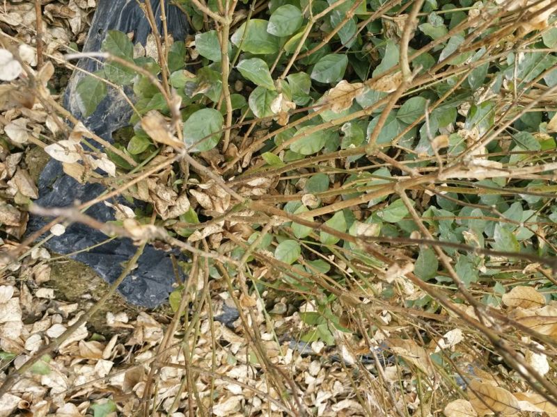 茉莉花不含盆欢迎来电合作一手货源基地直发质量保障