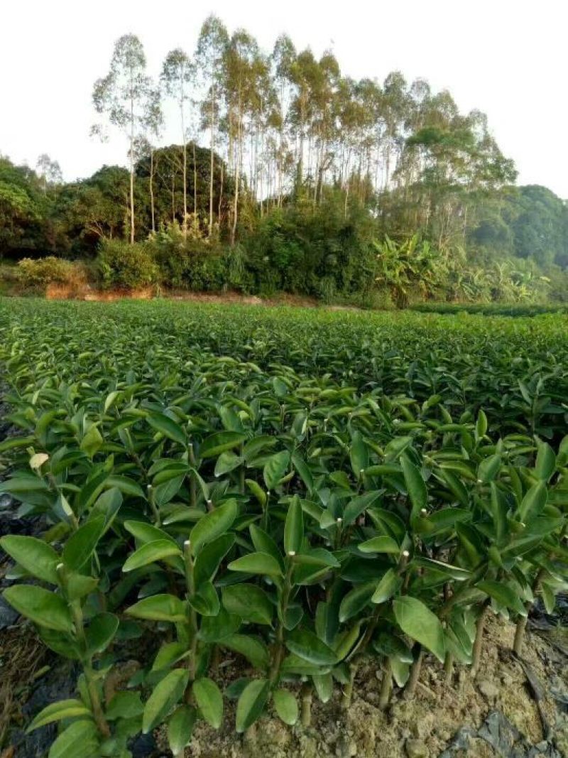 提供嫁接技术工人3毛/芽亚热带水果苗嫁接