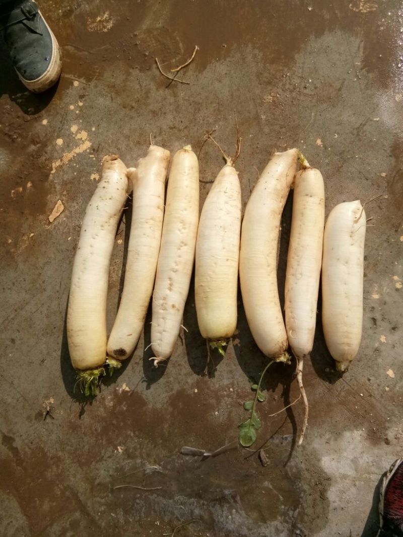 白萝卜2.5~3斤起