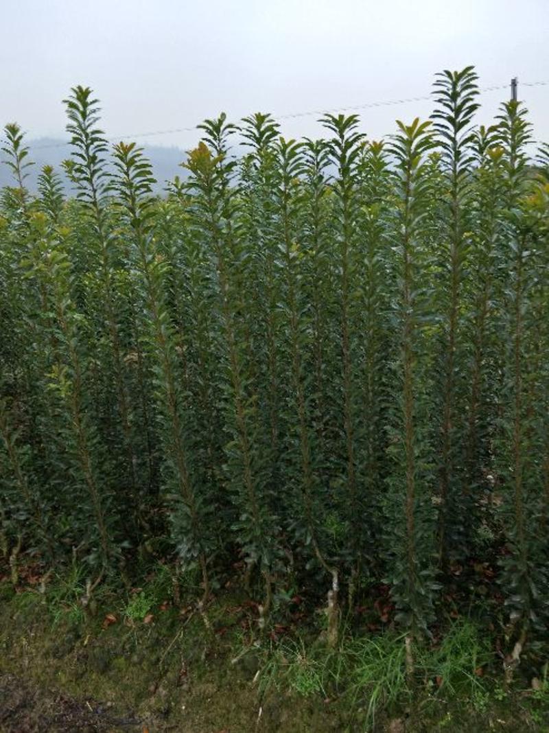 一年生优质嫁接台梅、东魁苗品种纯正，可提供栽培技术