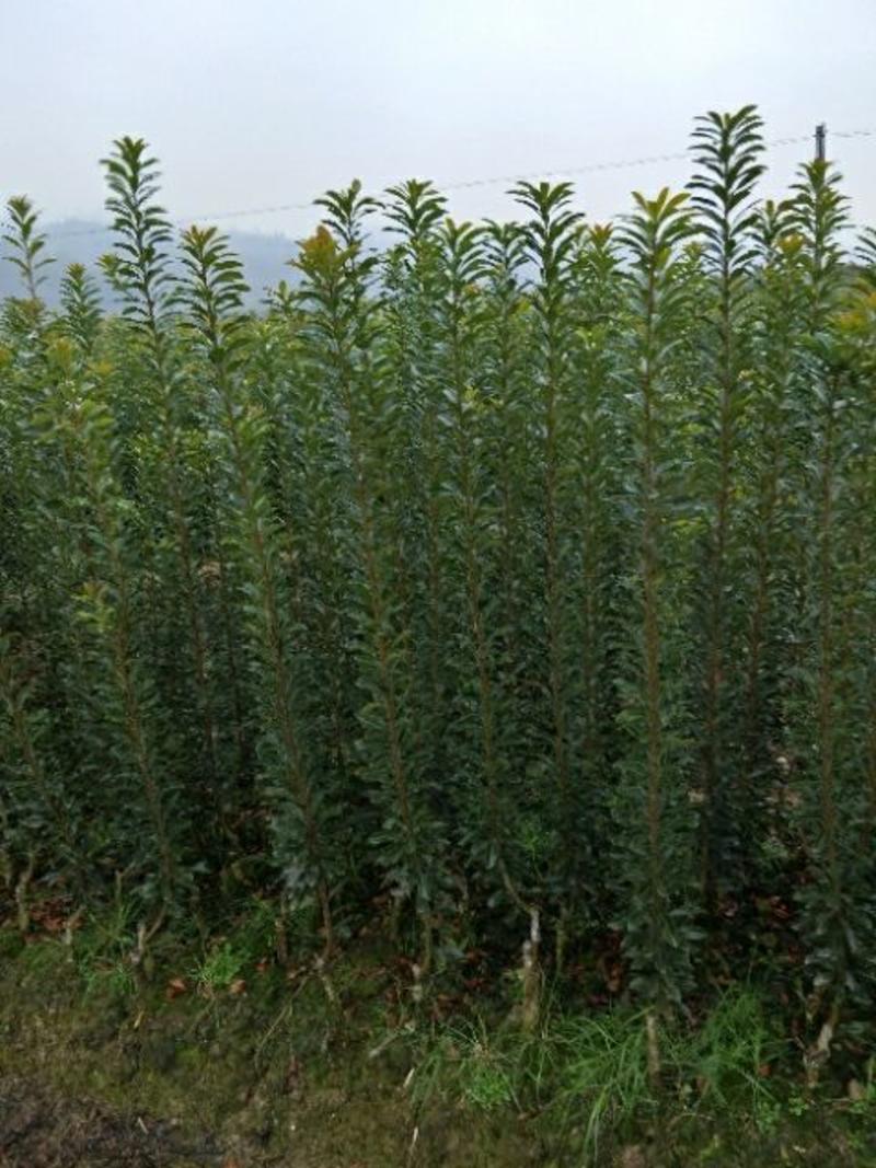 一年生优质嫁接台梅、东魁苗品种纯正，可提供栽培技术