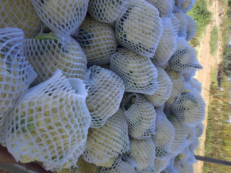 白花菜花1斤适中乳白