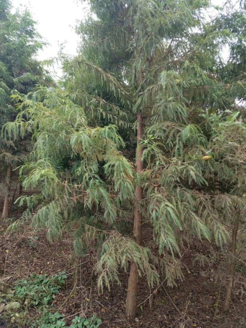 池杉16~18cm12~14cm3.5~4米