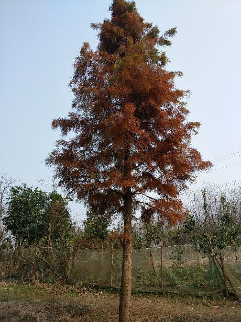 池杉16~18cm12~14cm3.5~4米