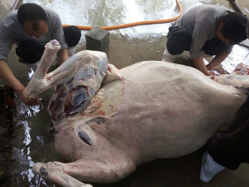 驴肉