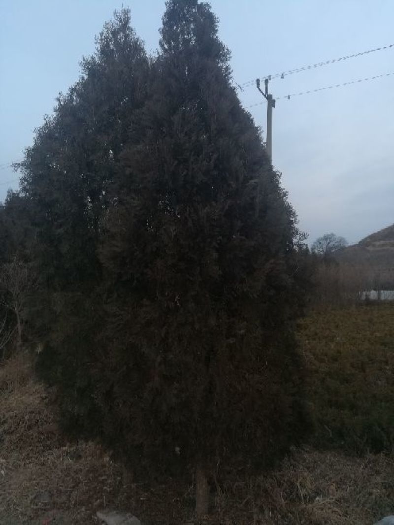 干香柏苗