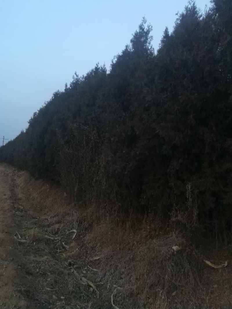 干香柏苗