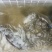 池鲤鱼1~2公斤食用