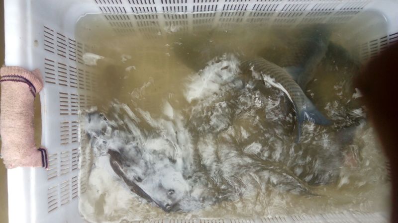池鲤鱼1~2公斤食用