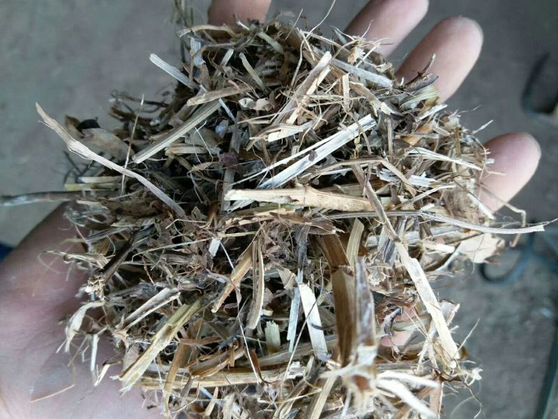 羊草干