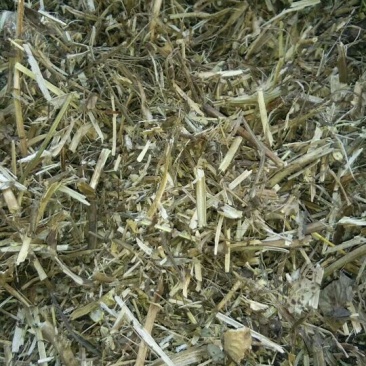 羊草干