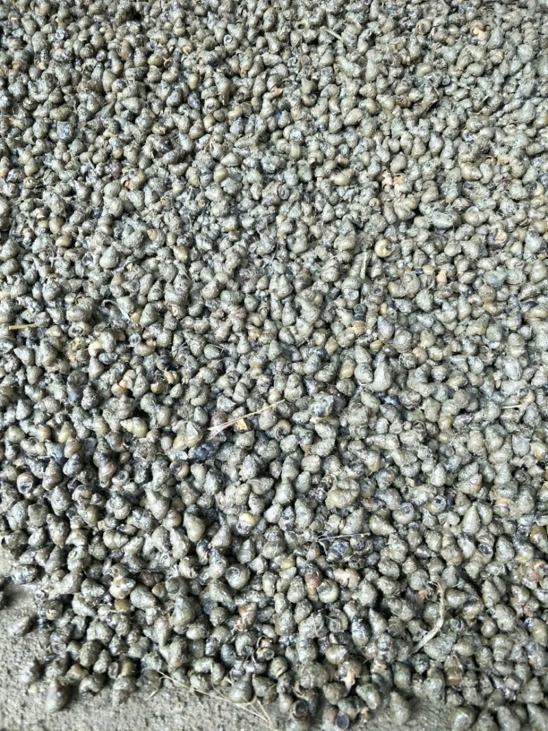 螺蛳食用鲜活