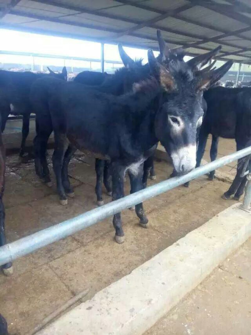 肉驴苗