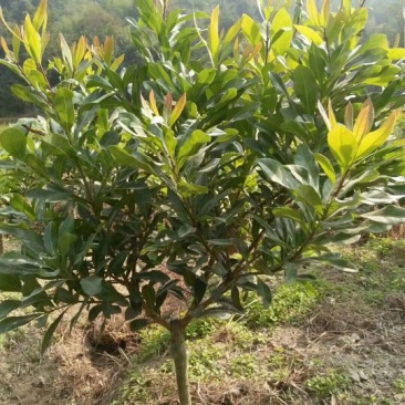 杨梅苗10~20cm