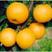 秋月梨树苗品种纯正，保湿发货死苗补发