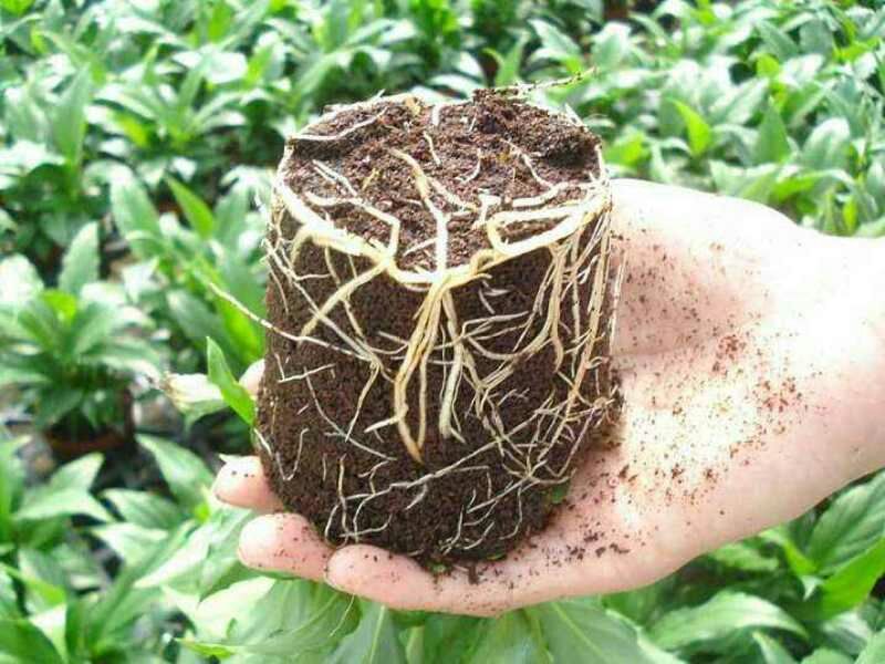 营养土压缩椰糠土椰糠砖阳台种菜椰砖椰壳花卉种植土多肉