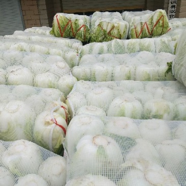 大白菜便宜量大品质好鲜货