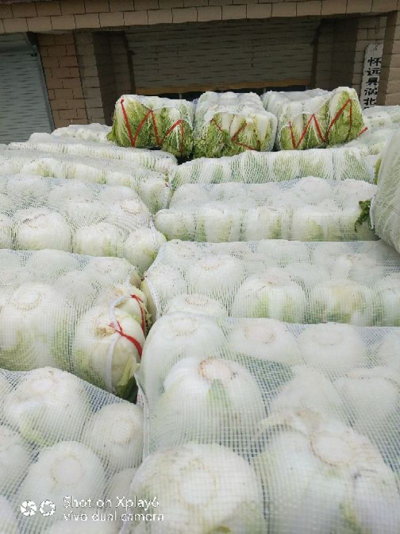大白菜便宜量大品质好鲜货