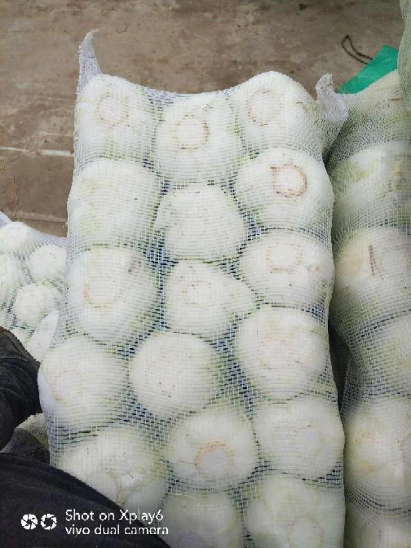 大白菜便宜量大品质好鲜货
