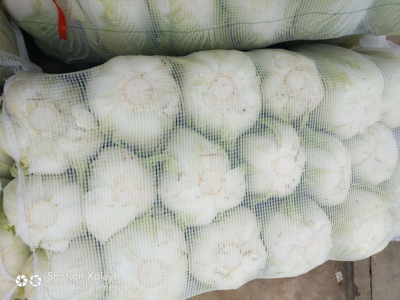大白菜便宜量大品质好鲜货