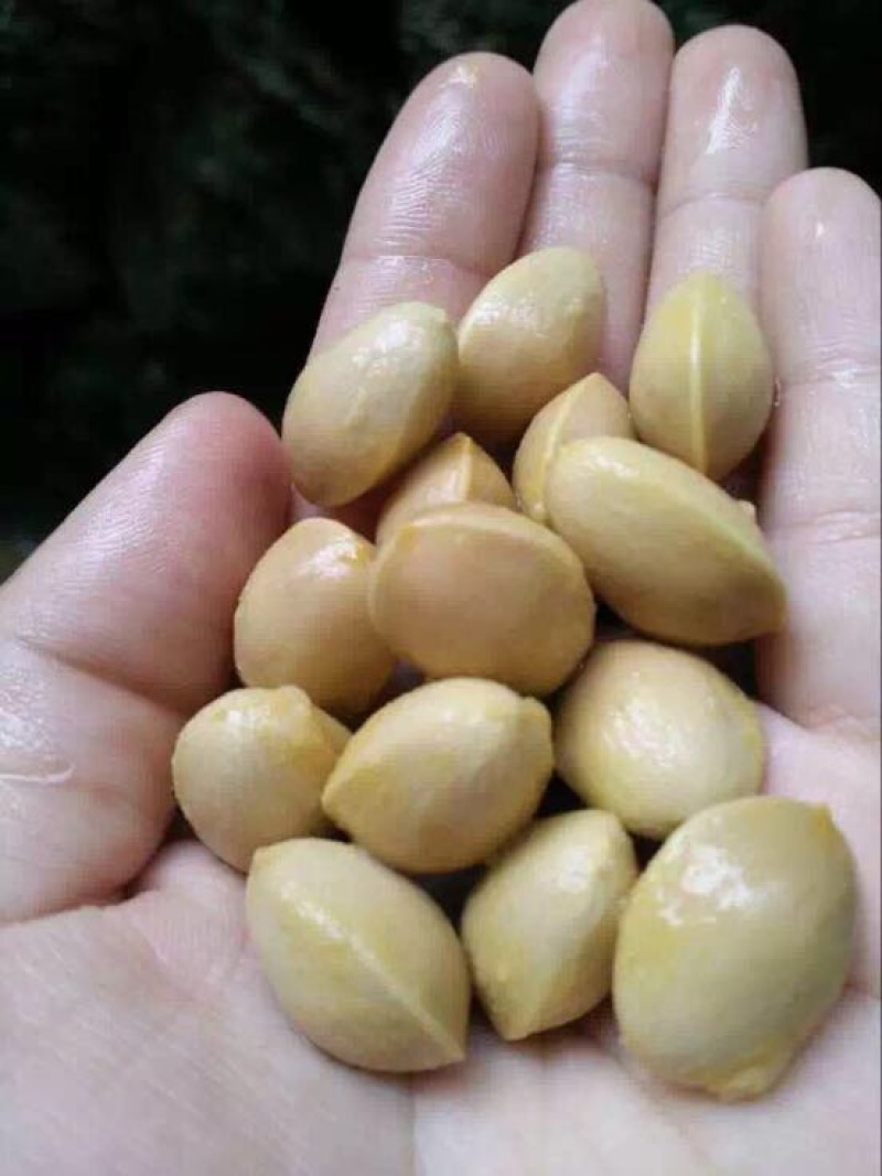大果银杏白果