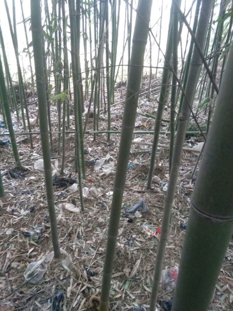 绿竹11~12m