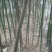 绿竹11~12m