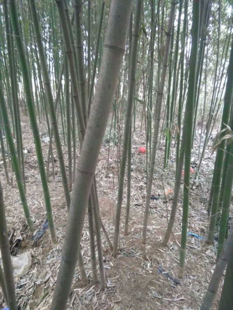 绿竹11~12m