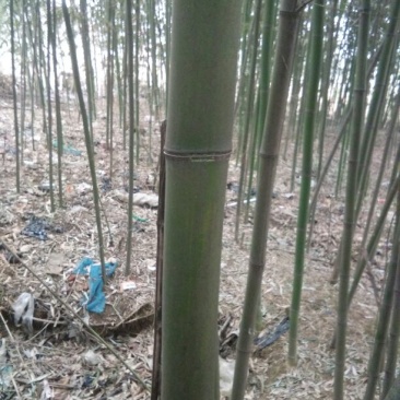 绿竹11~12m