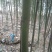 绿竹11~12m