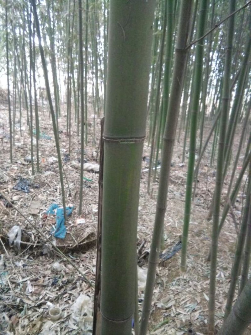 绿竹11~12m