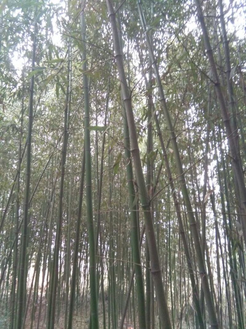 绿竹11~12m