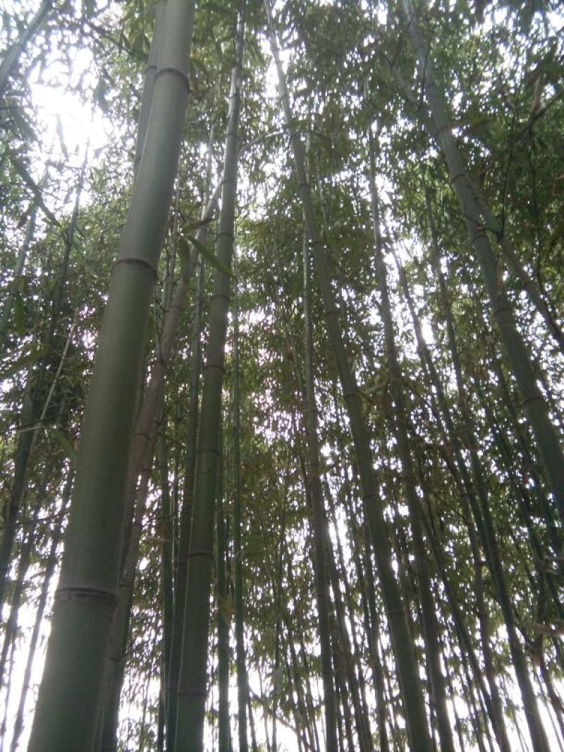 绿竹11~12m