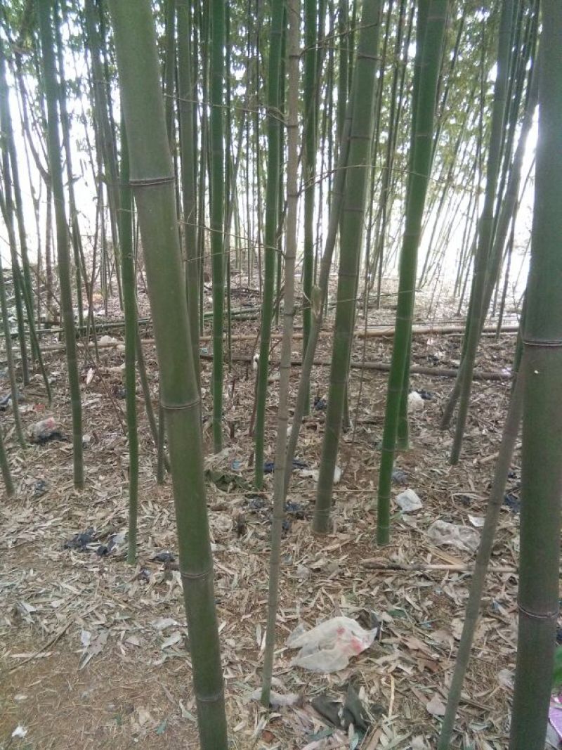 绿竹11~12m