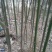 绿竹11~12m