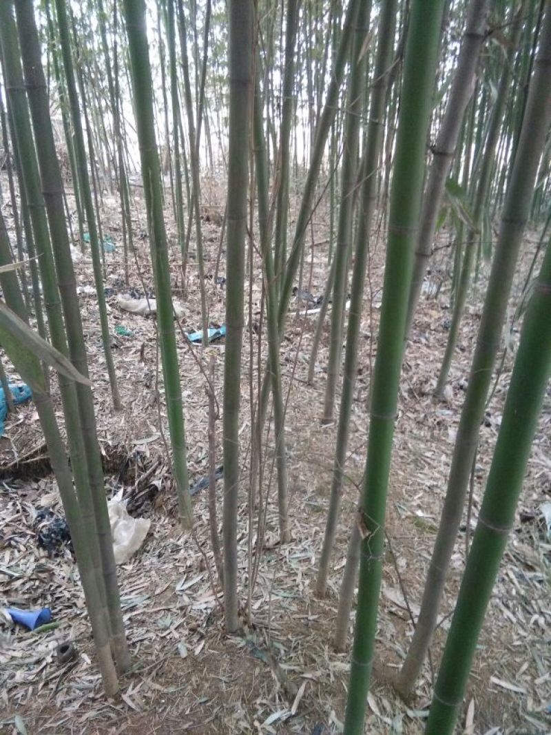 绿竹11~12m