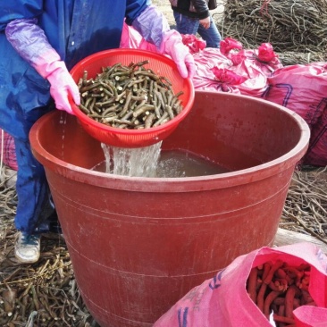 一百棵起零售0.25元每棵包邮一年生无渣粉葛待育芽枝条