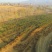 山地转租10~100亩10年以下