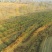 山地转租10~100亩10年以下