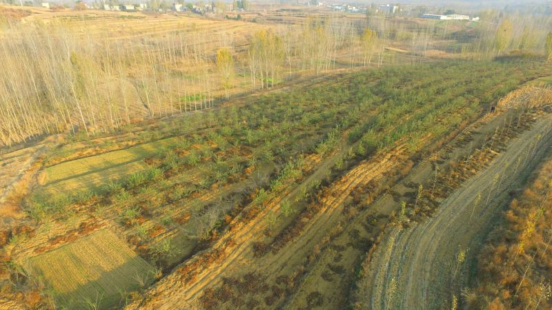 山地转租10~100亩10年以下