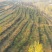 山地转租10~100亩10年以下